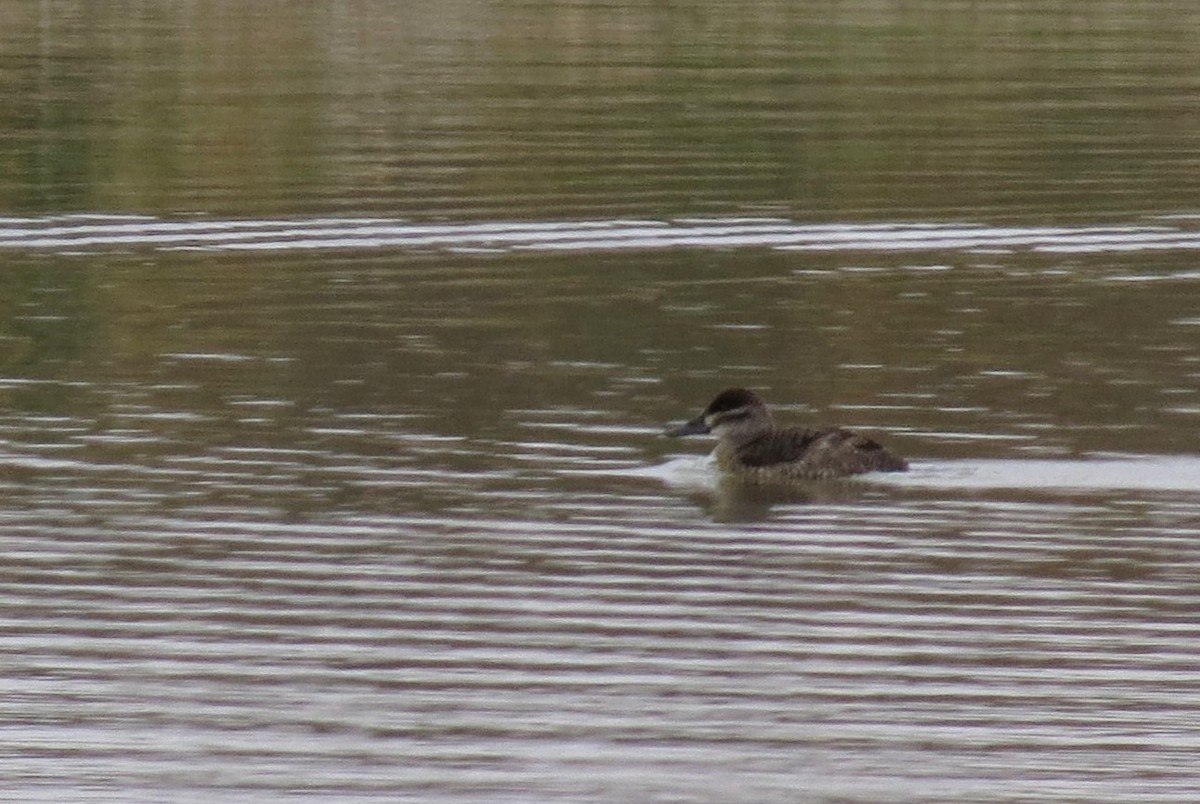 Ruddy Duck - ML142035371