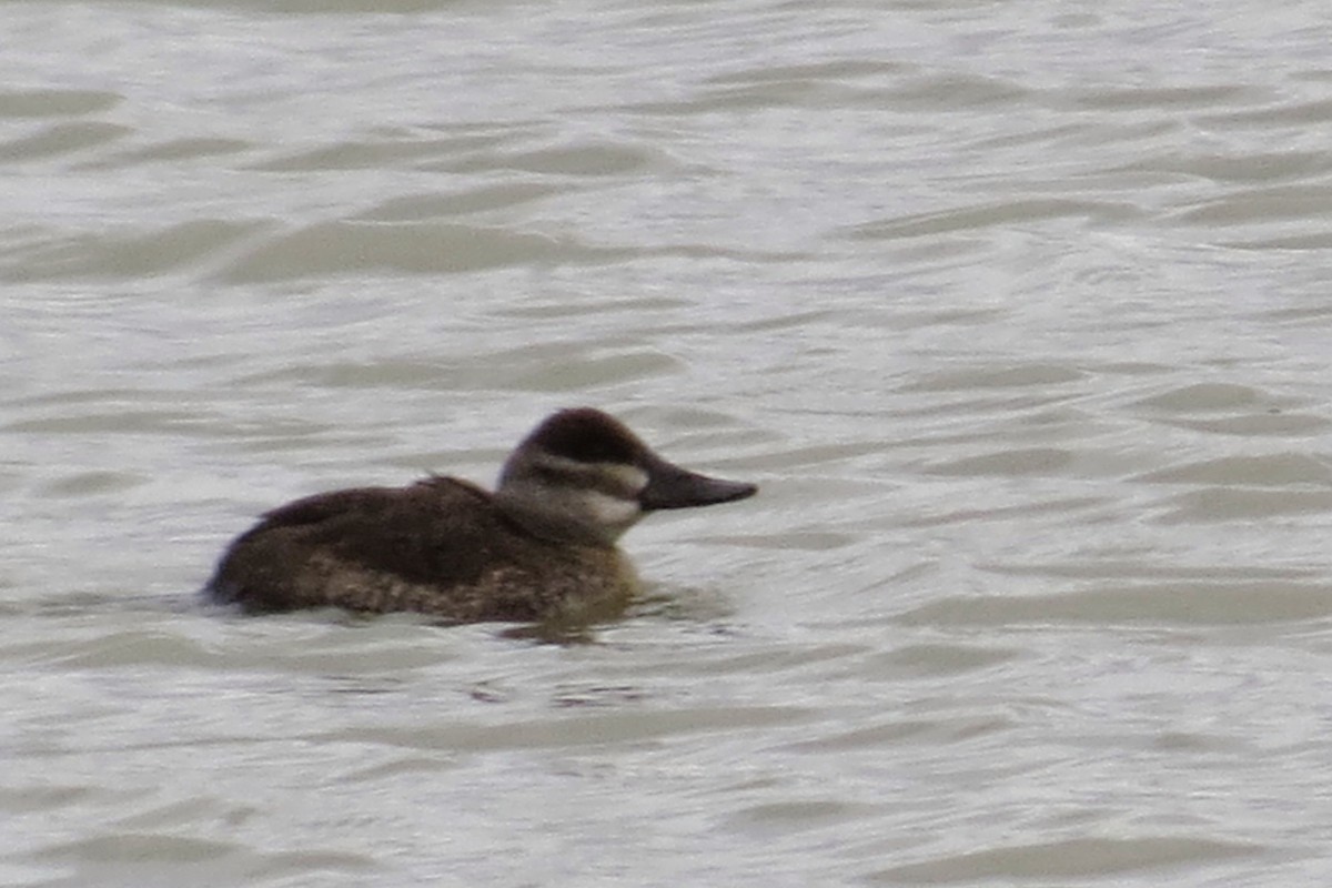 Ruddy Duck - ML142035391