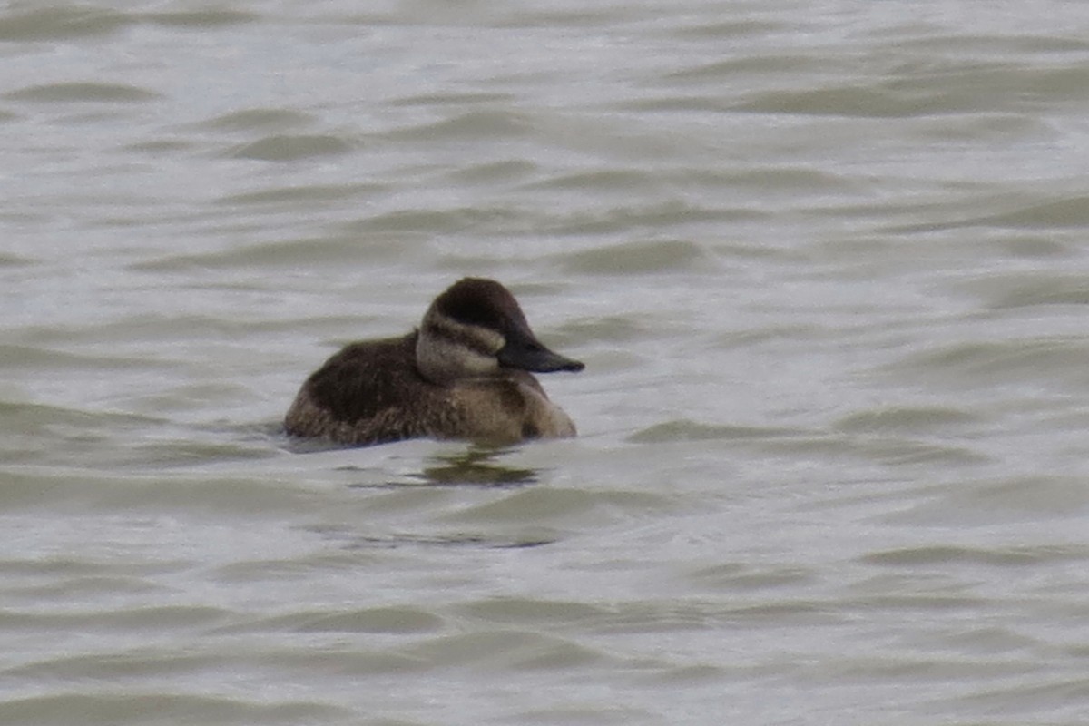 Ruddy Duck - ML142035411