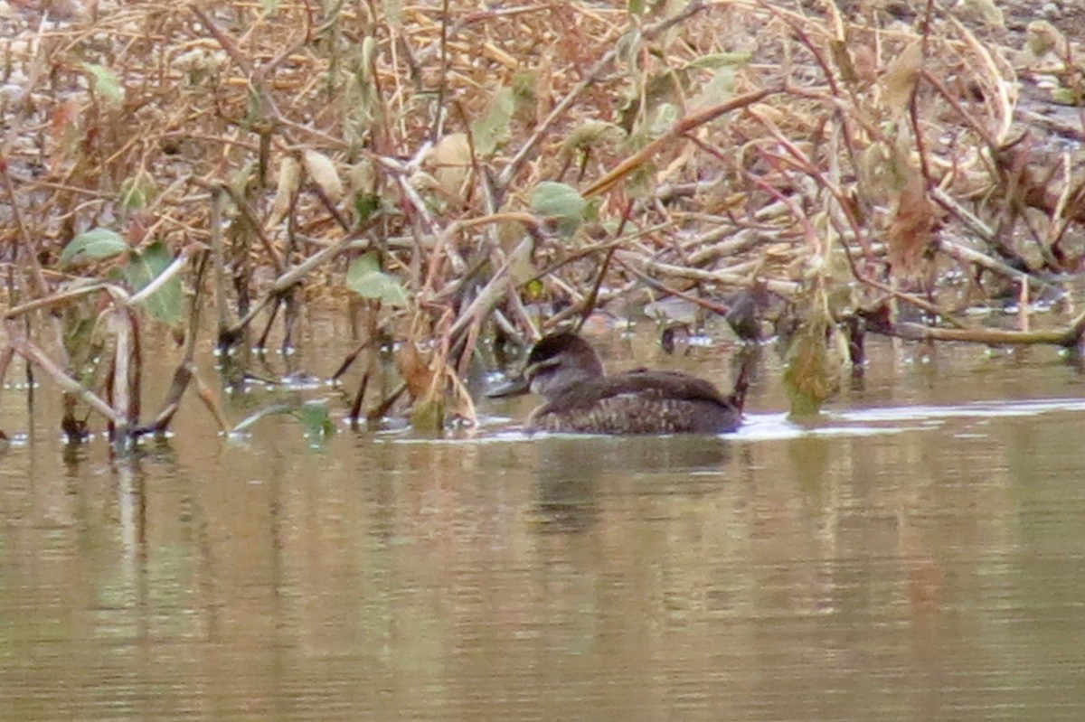 Érismature rousse - ML142035451