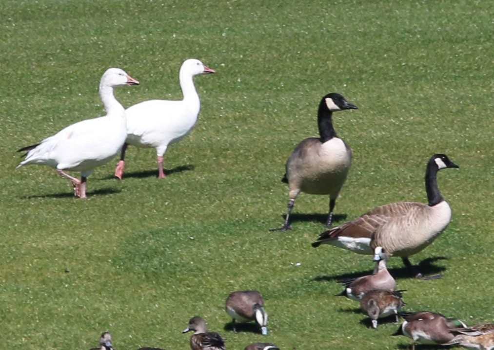 Snow Goose - ML142035601