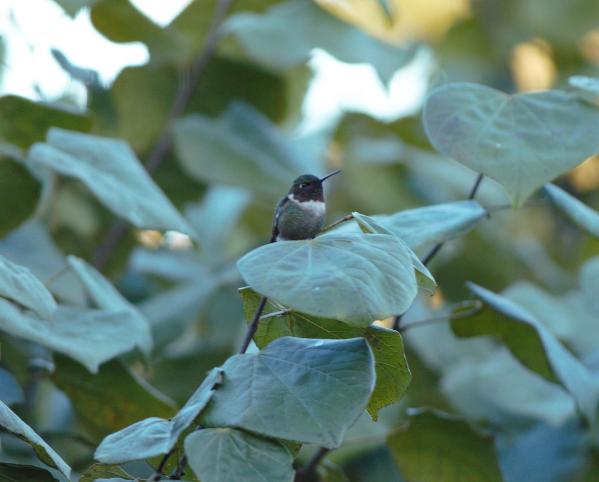 Ruby-throated Hummingbird - Stephen Zipperer