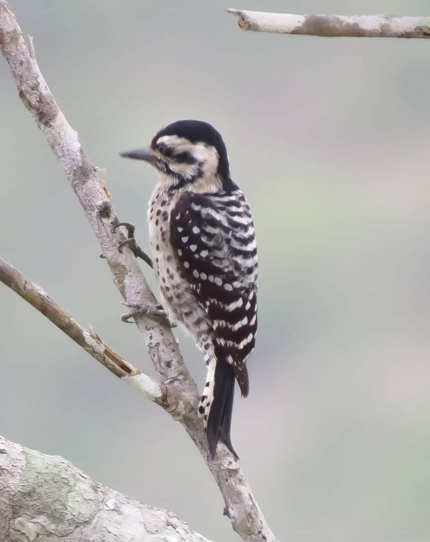 Ladder-backed Woodpecker - ML142037691