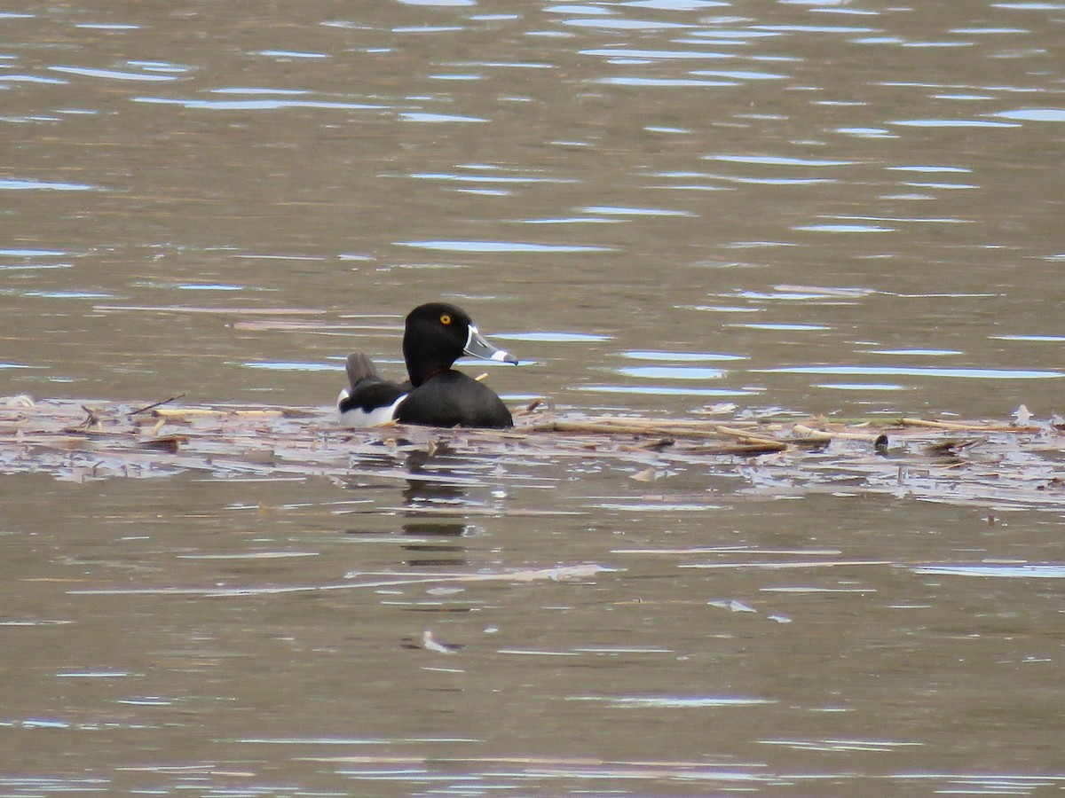 Ring-necked Duck - ML142038261