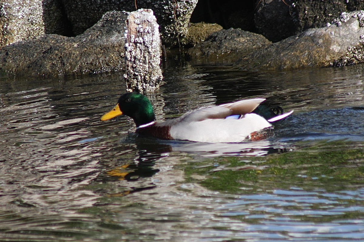 Fehlfarben-Stockente/Hausente - ML142040191