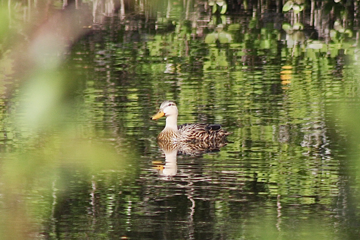 Canard brun - ML142040201