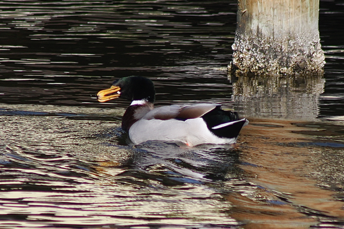 Canard colvert (forme domestique) - ML142040221