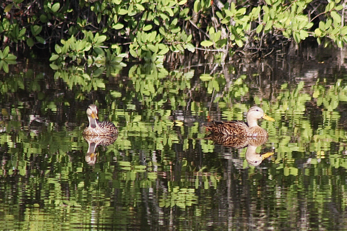 Canard brun - ML142040231