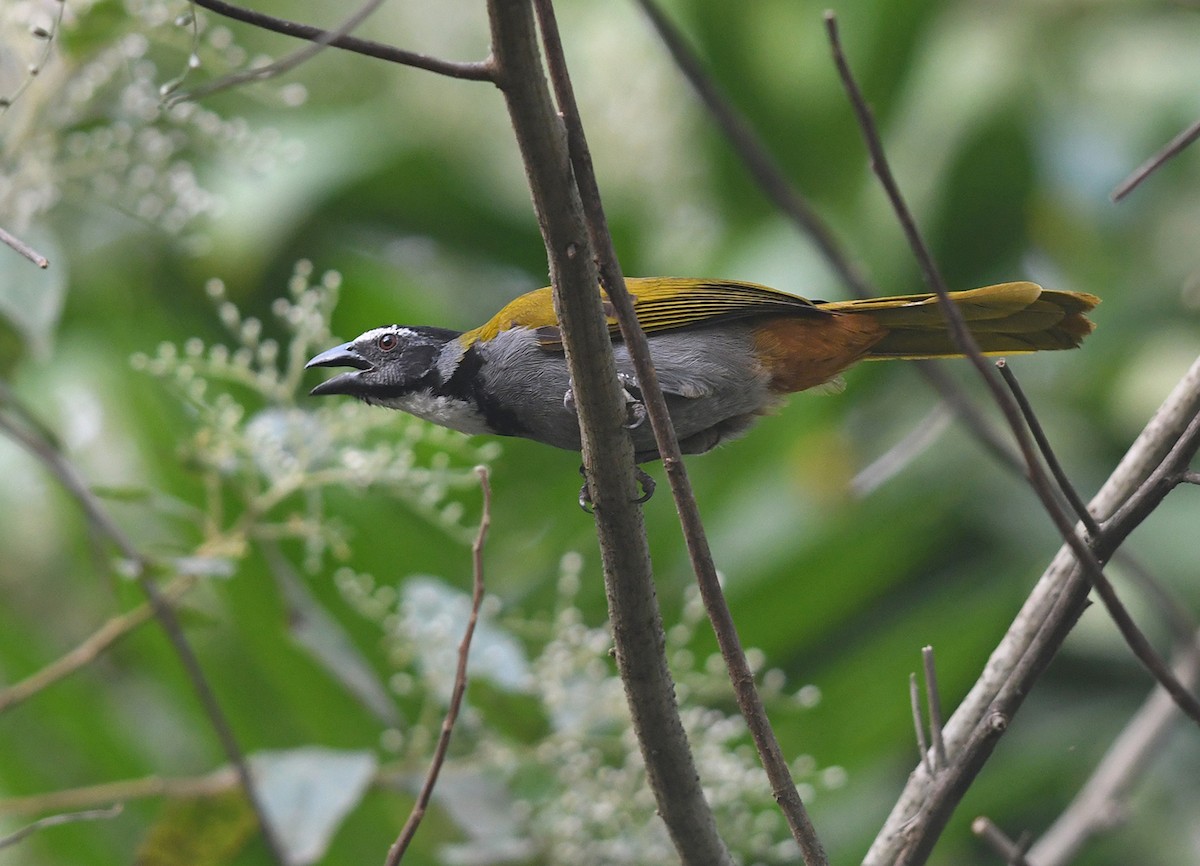 Black-headed Saltator - Joshua Vandermeulen