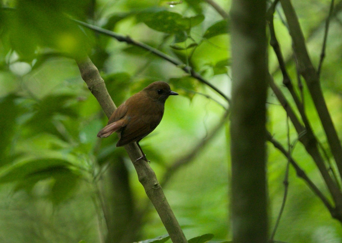 Javan Robin - Simon Mitchell
