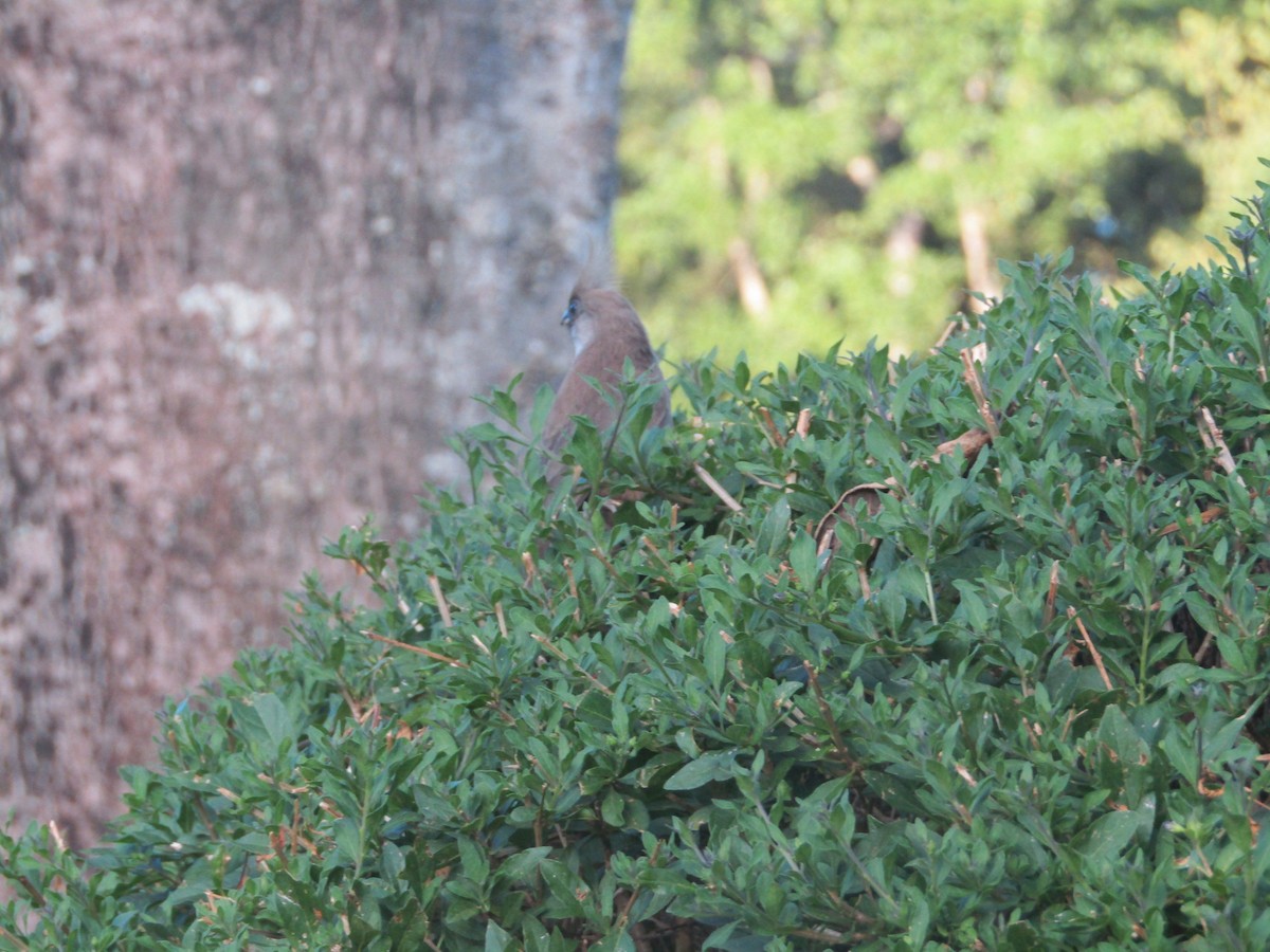 Speckled Mousebird - ML142041651