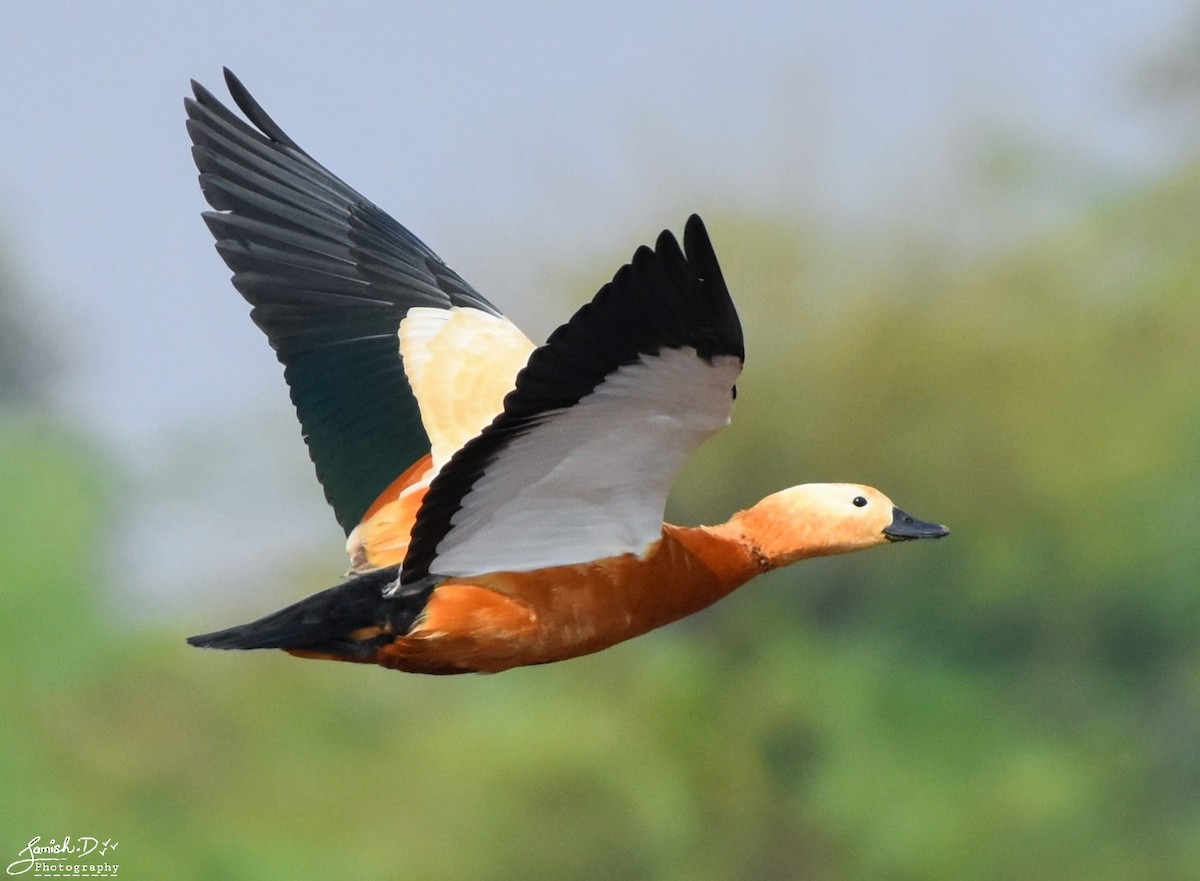 Ruddy Shelduck - ML142041681