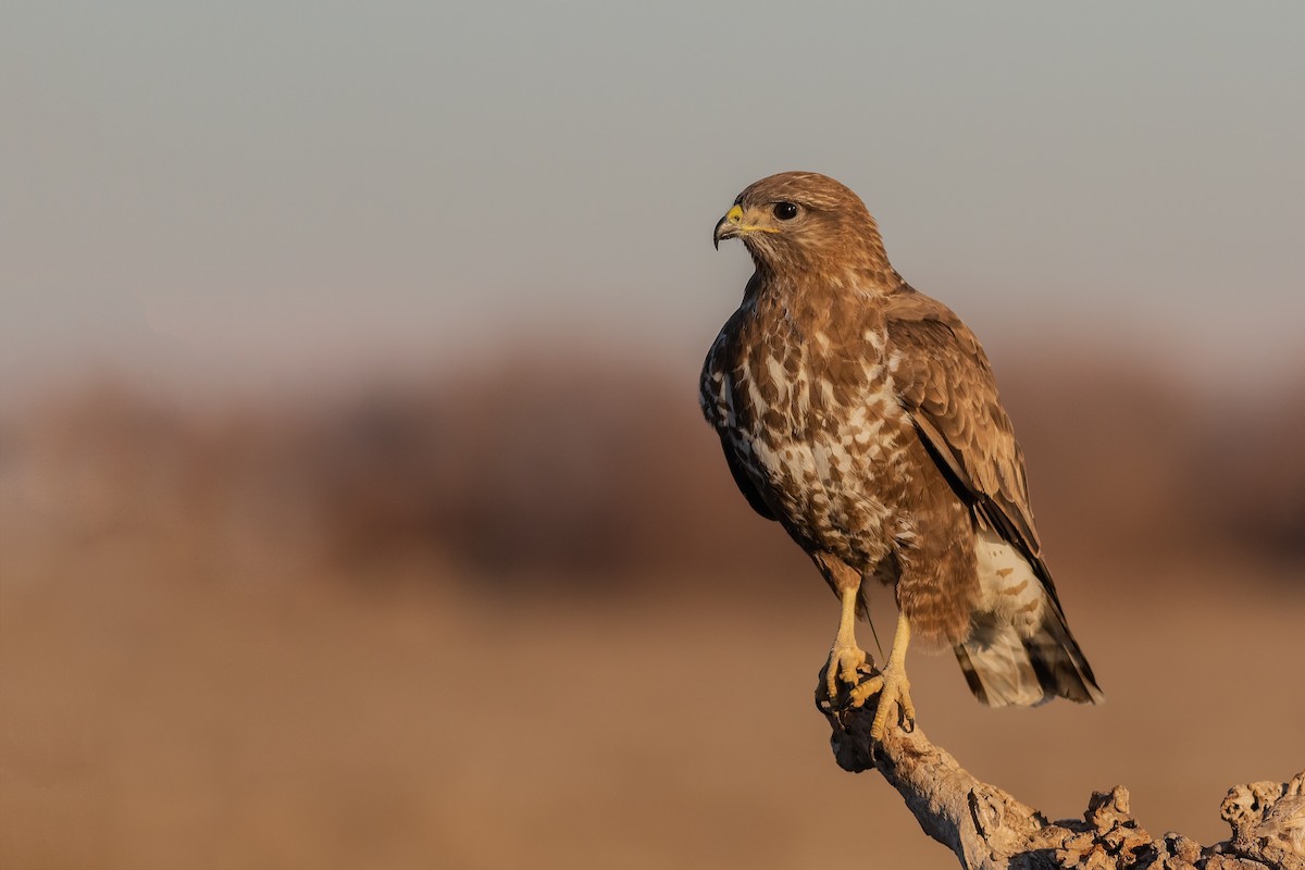 Common Buzzard - Stefan Hirsch