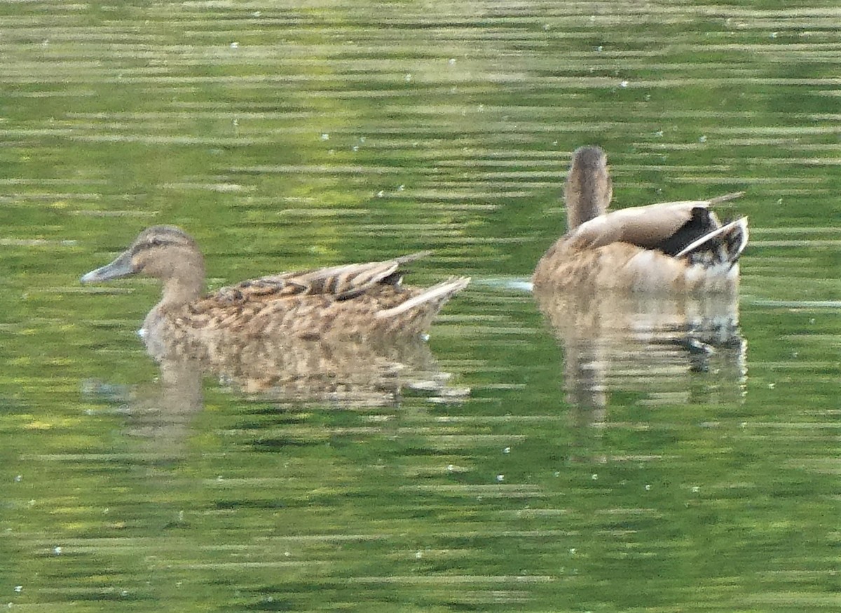 Mallard x Hawaiian Duck (hybrid) - ML142041991