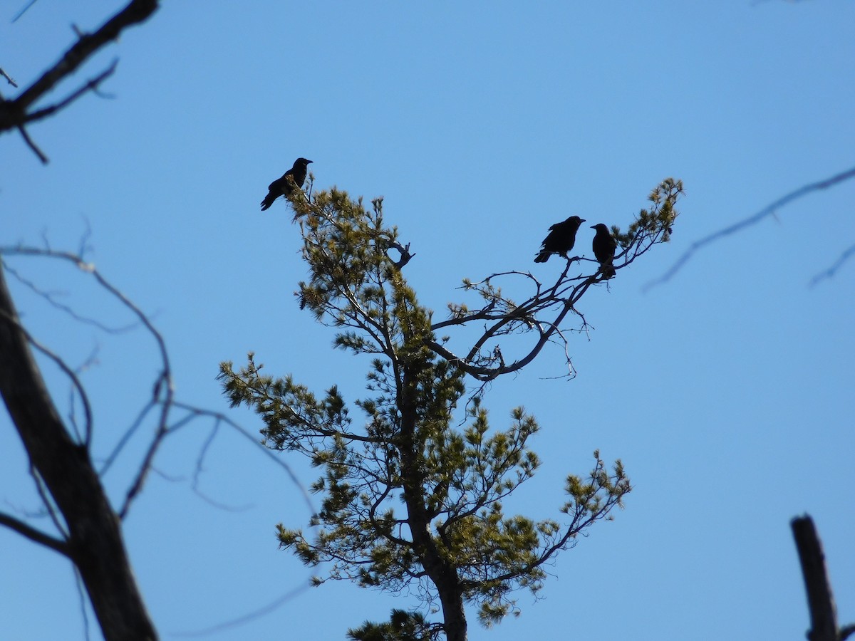 American Crow - ML142042421