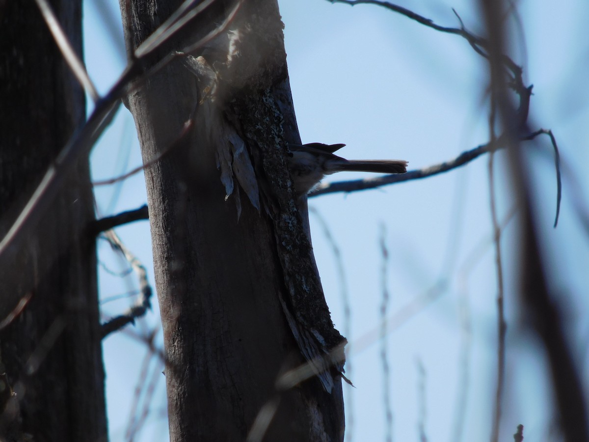 Black-capped Chickadee - ML142042581