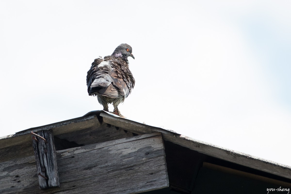 Rock Pigeon (Feral Pigeon) - ML142042661