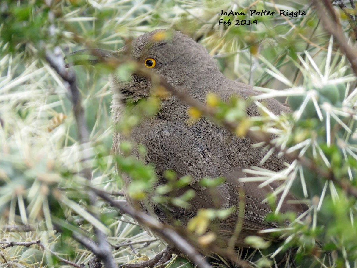 Curve-billed Thrasher - ML142042961