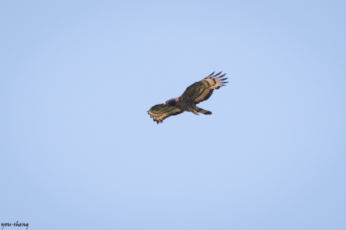 Oriental Honey-buzzard - ML142043181