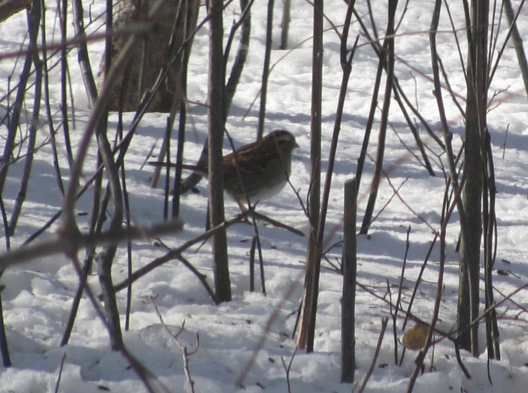 White-throated Sparrow - ML142043881