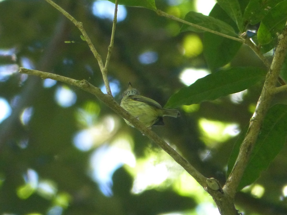 Scale-crested Pygmy-Tyrant - ML142044321