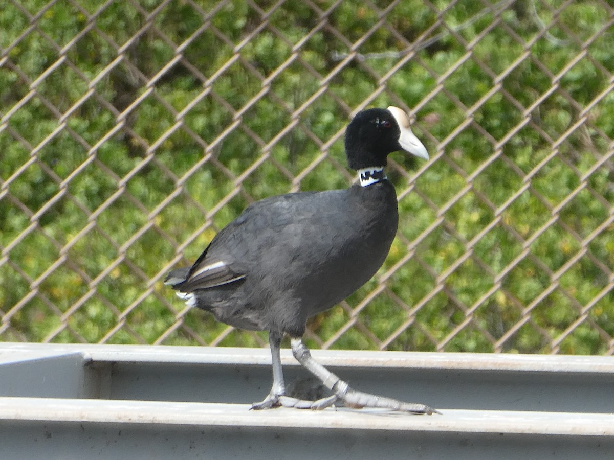 Hawaiian Coot (White-shielded) - ML142044681