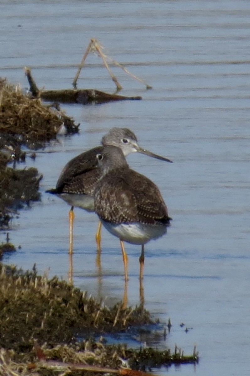 Greater Yellowlegs - Fran Kerbs