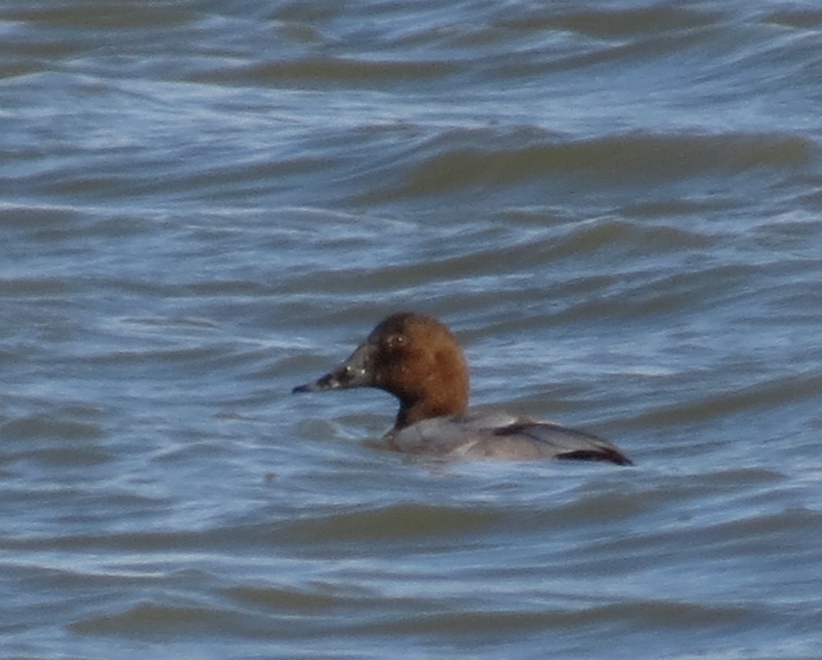 Canvasback - ML142044941