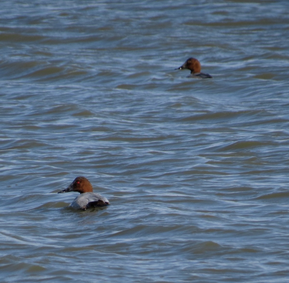 Canvasback - ML142044991