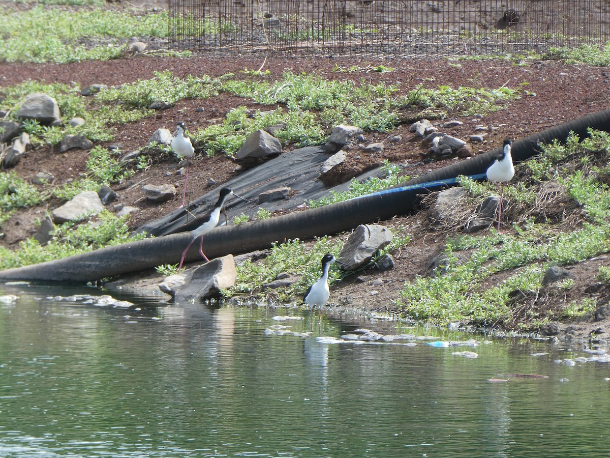 Black-necked Stilt (Hawaiian) - ML142045691