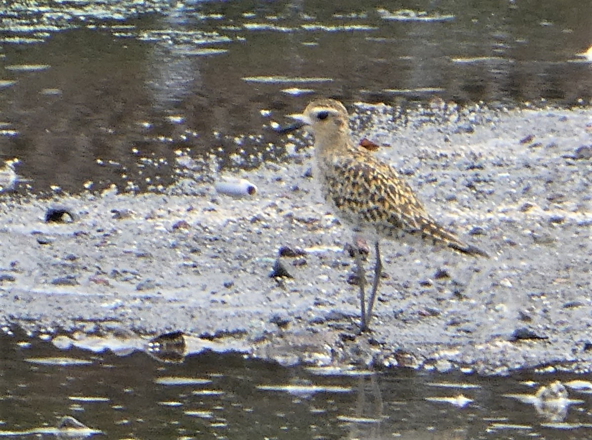 Pacific Golden-Plover - ML142046001