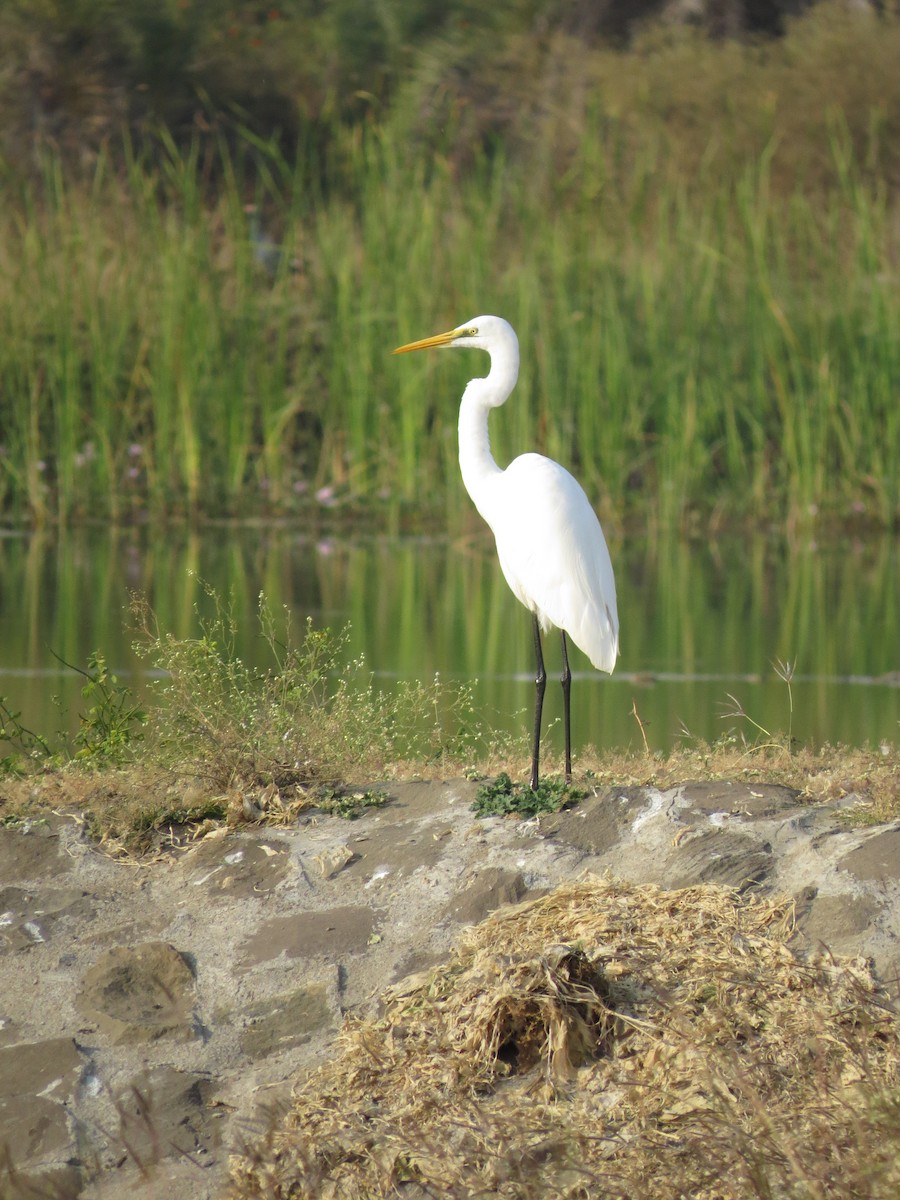 Great Egret - ML142046511