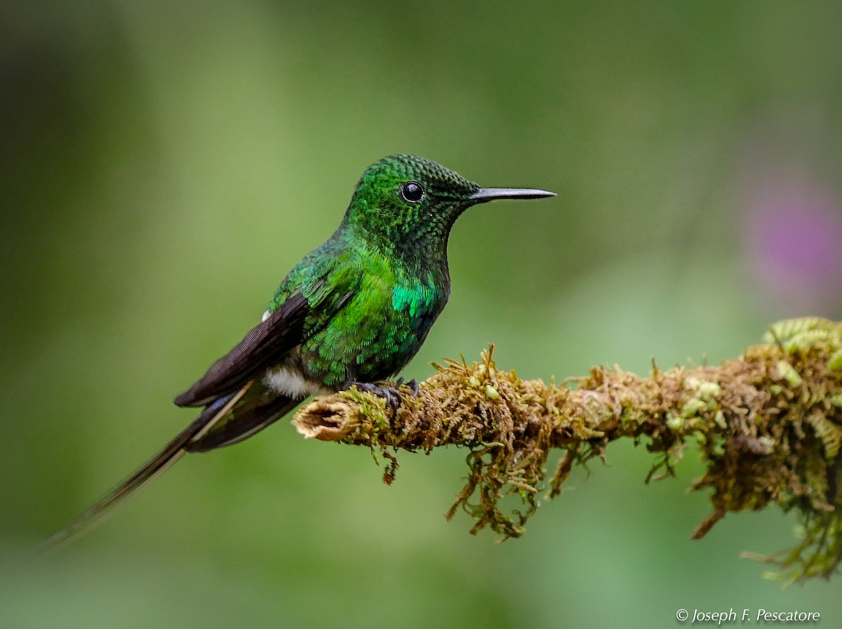 Green Thorntail - ML142046521