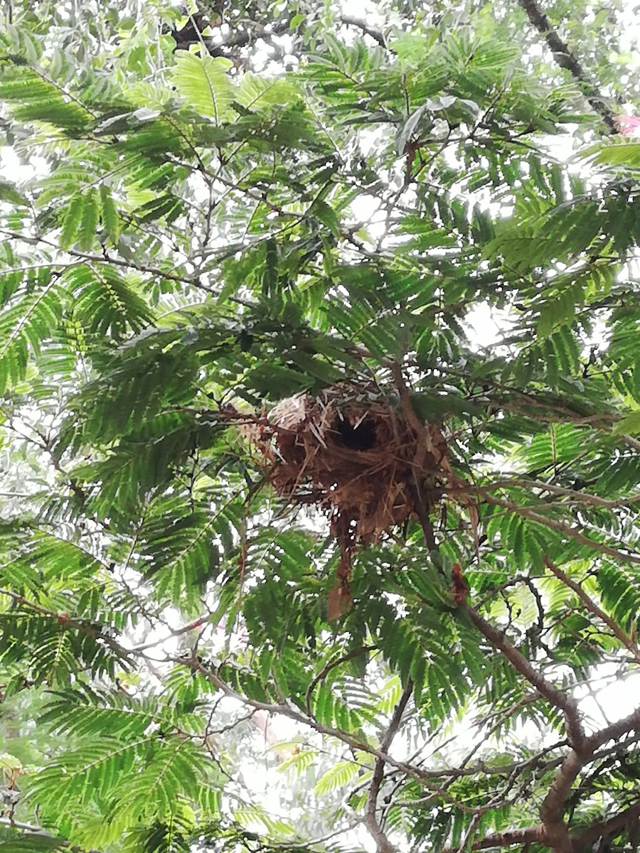 Bananaquit - ML142046851