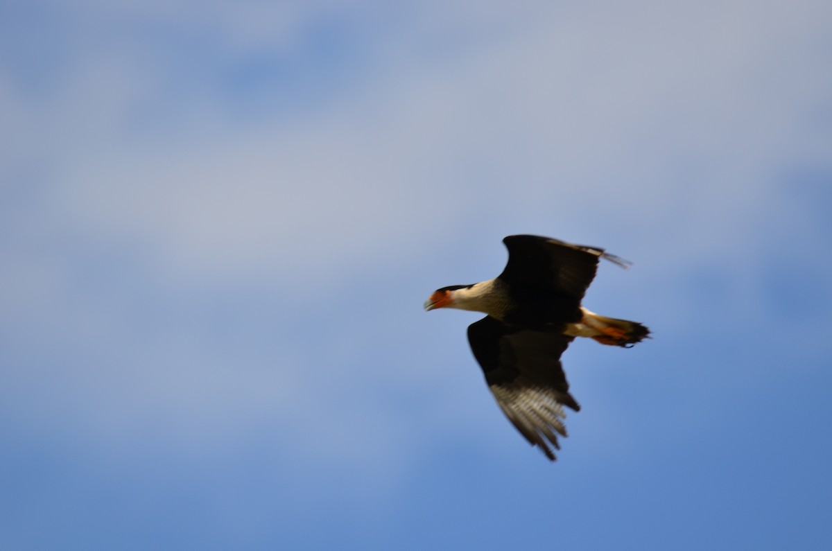 Crested Caracara (Northern) - ML142048751