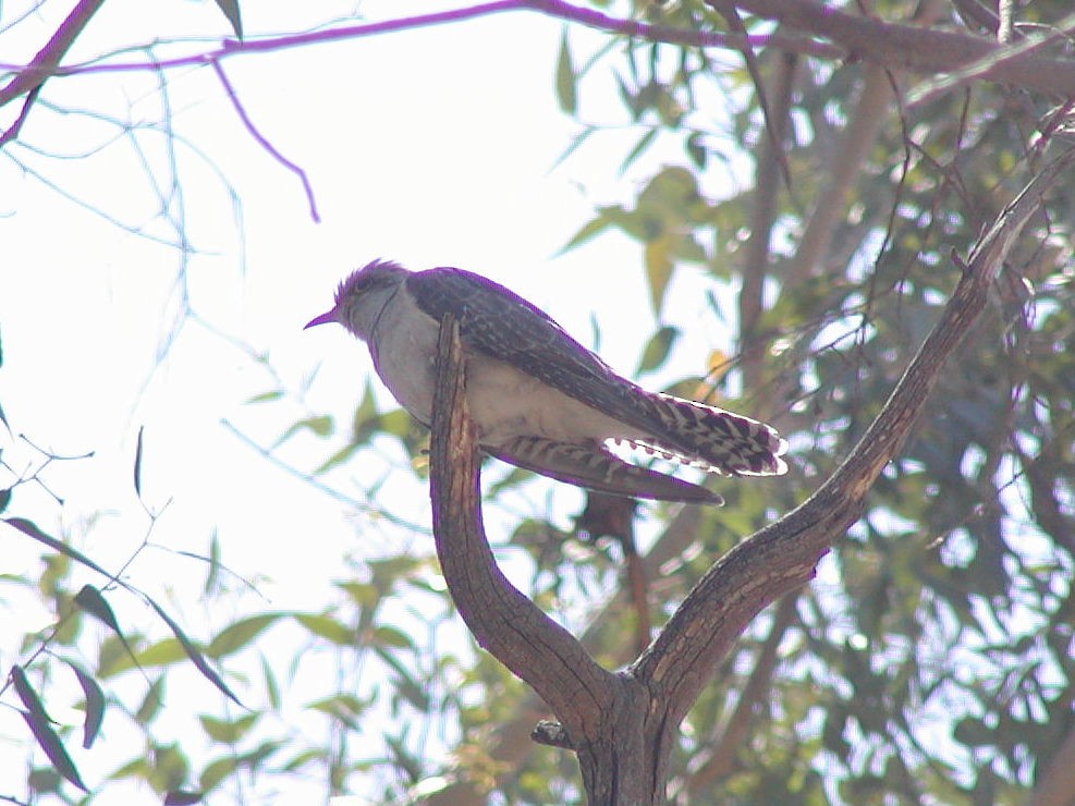 Pallid Cuckoo - ML142049031