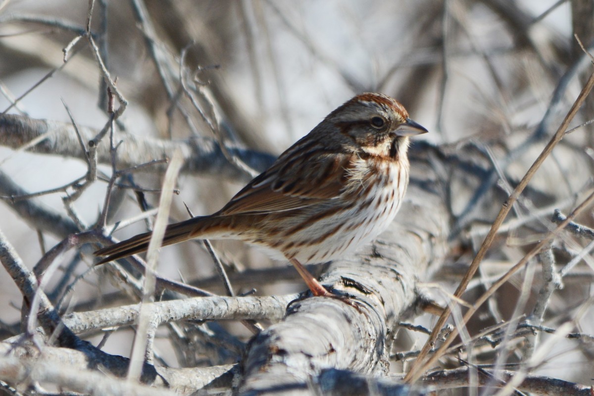 Song Sparrow - Steve Mierzykowski