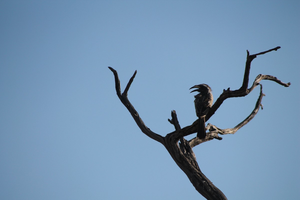 African Gray Hornbill - ML142049841