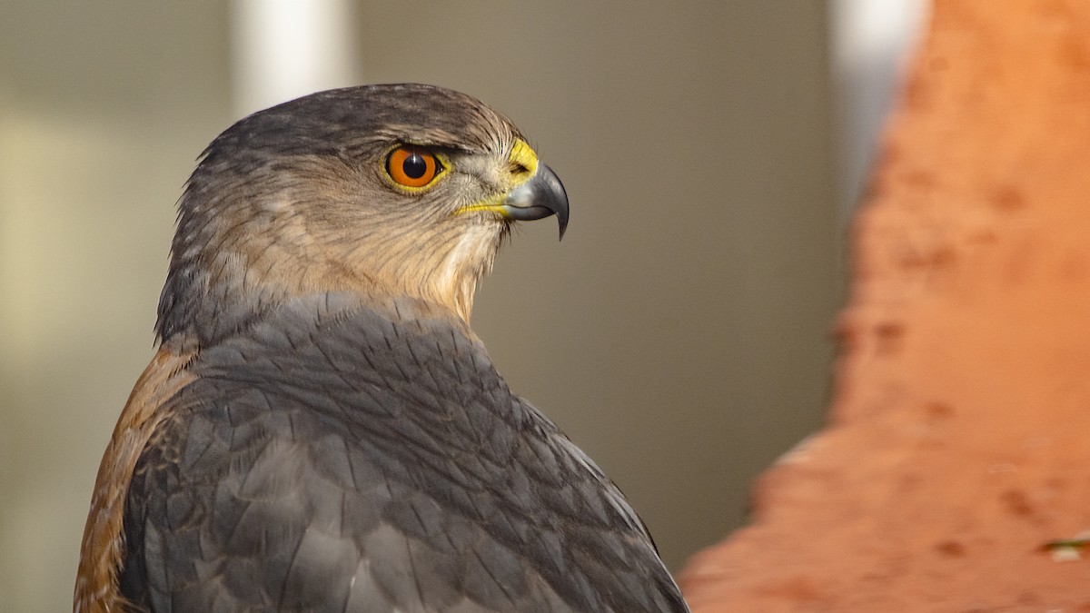 Cooper's Hawk - ML142050831