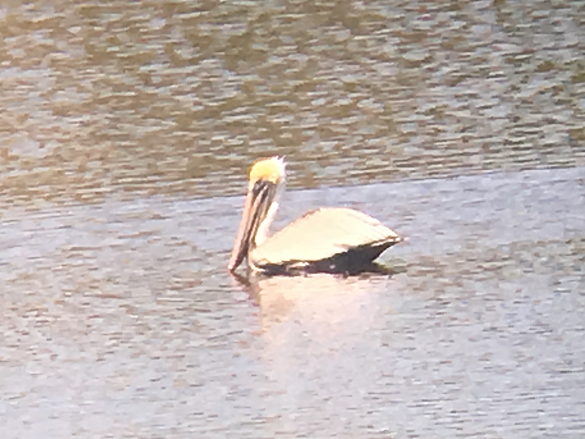 Brown Pelican - ML142051161