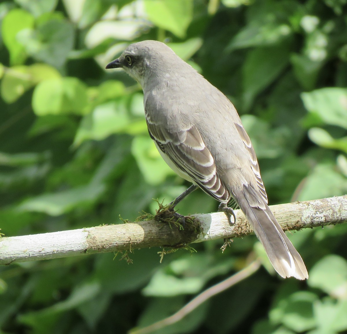 Tropical Mockingbird - Yve Morrell