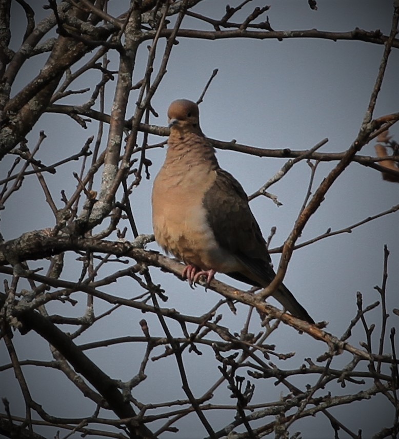 Mourning Dove - ML142051811