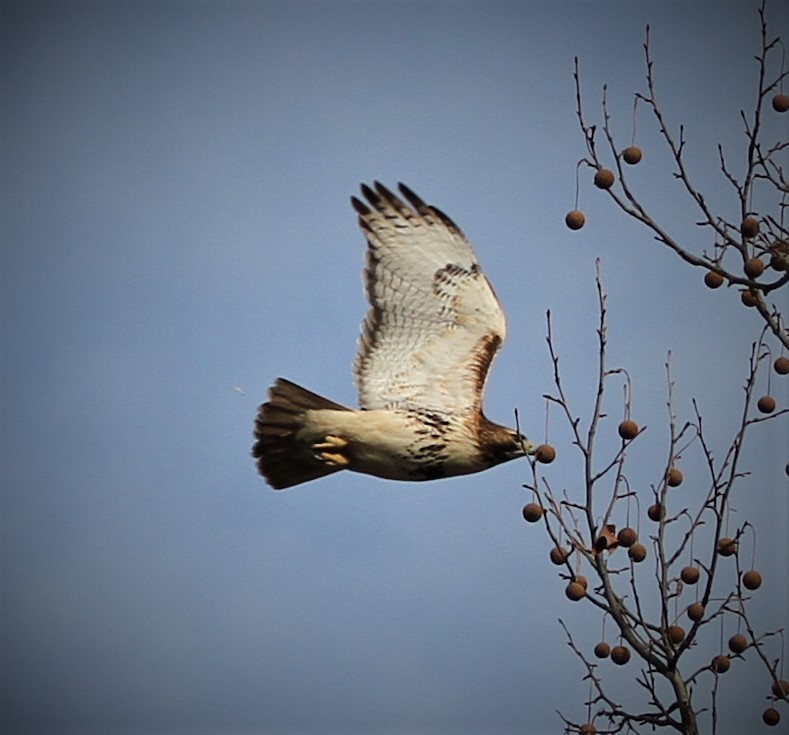 Red-tailed Hawk - ML142051891