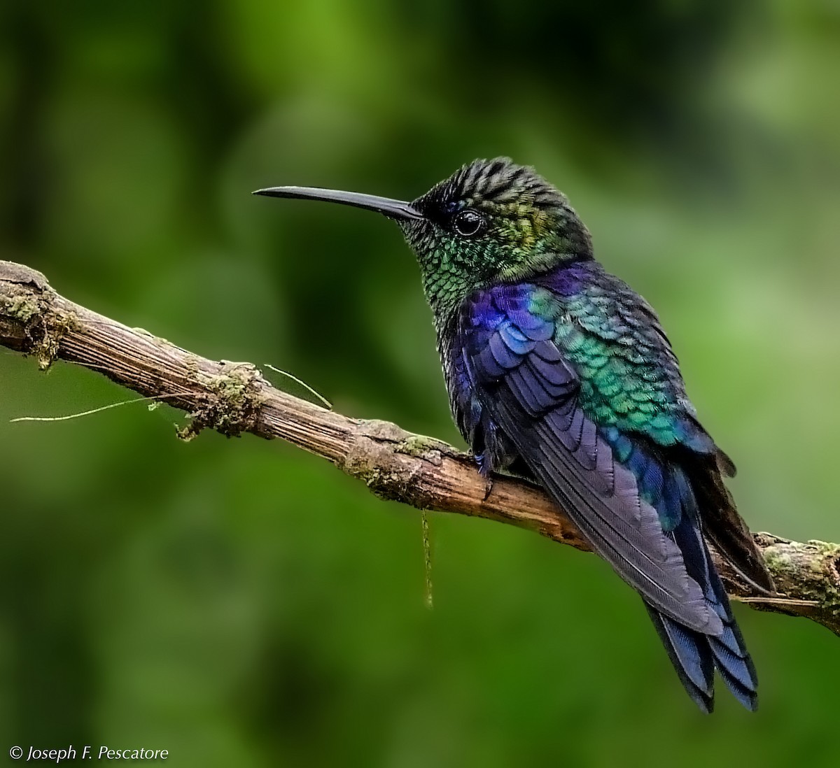 Crowned Woodnymph - ML142051921