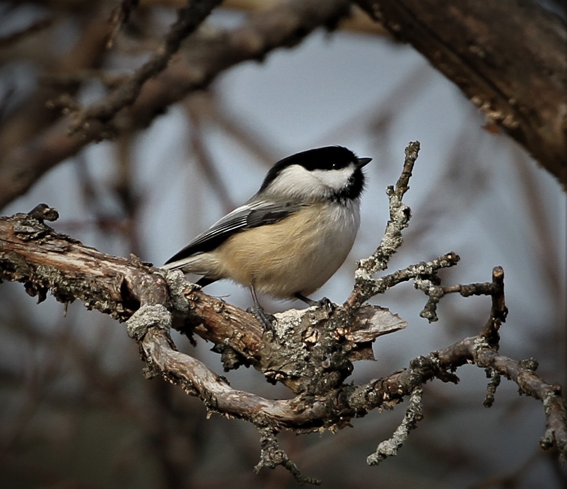 Black-capped Chickadee - ML142051951