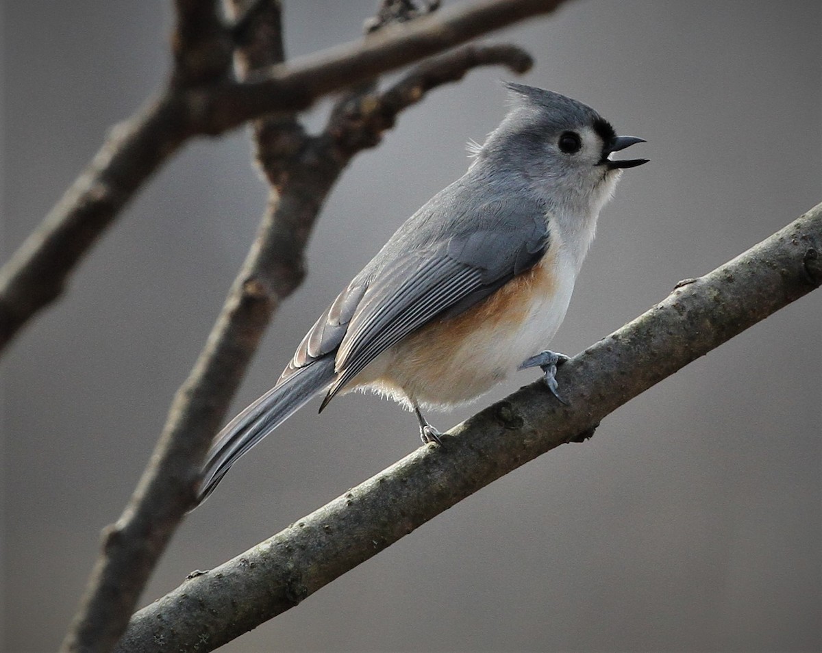 Tufted Titmouse - ML142051981