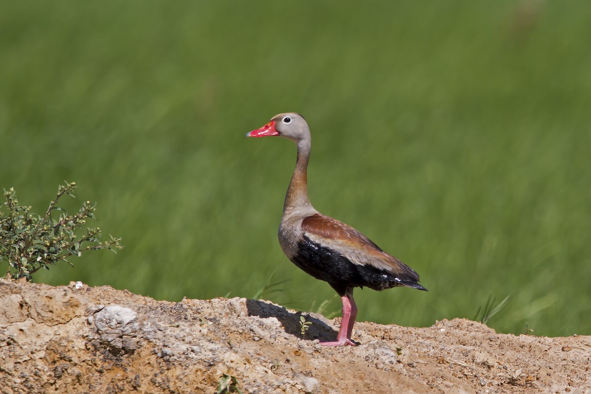 Black-bellied Whistling-Duck - ML142052261