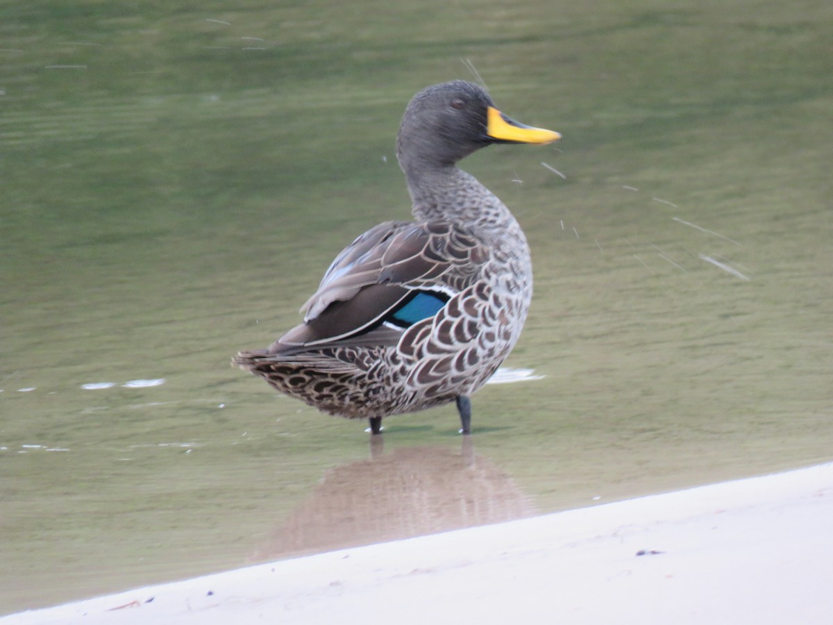 Canard à bec jaune - ML142054041