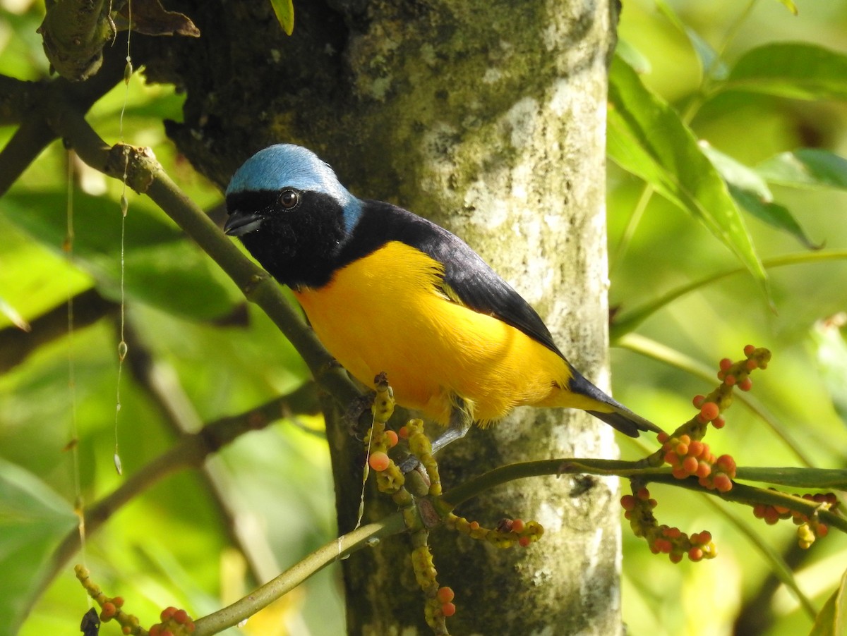 Golden-rumped Euphonia - Luis Rodriguez