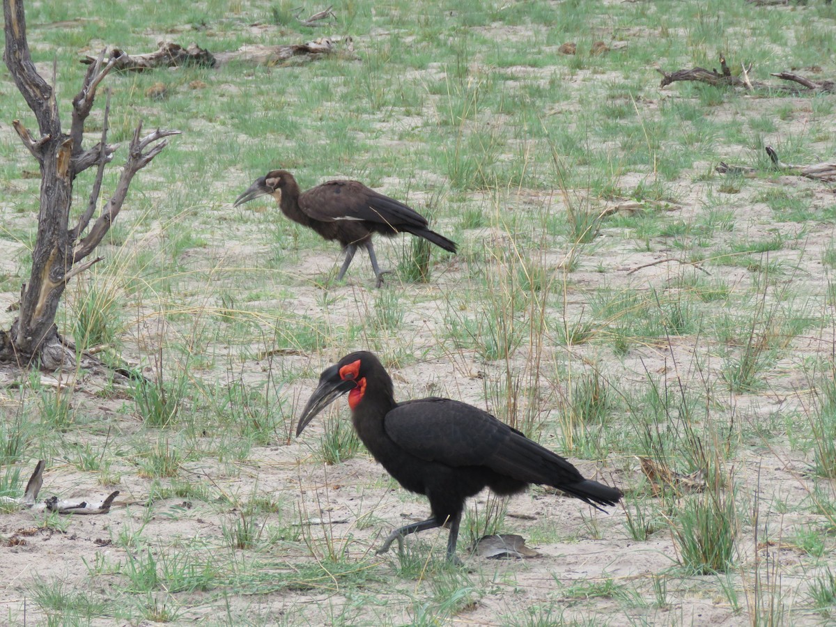 Southern Ground-Hornbill - ML142054331